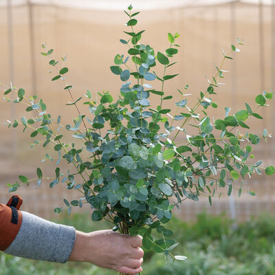 Silver Drop Eucalyptus