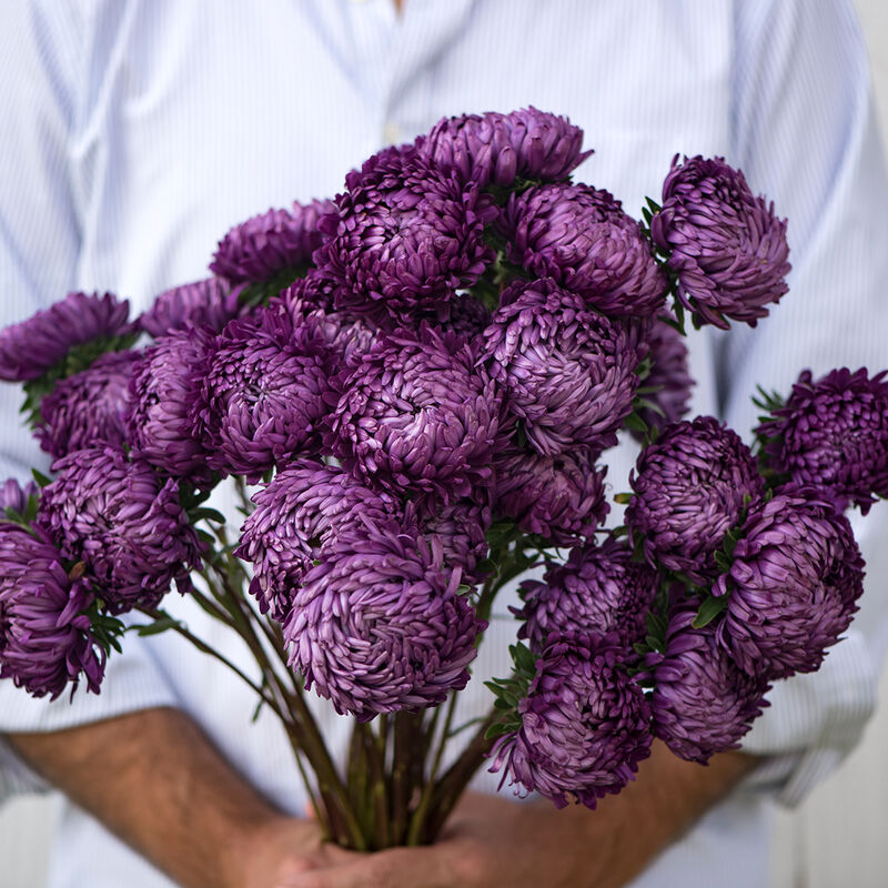 Tower Violet Aster