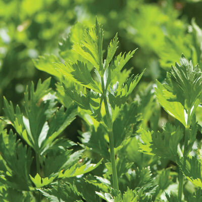 Cutting Celery Cutting Celery