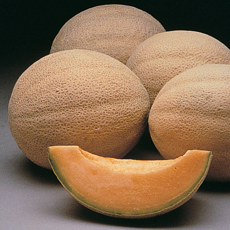 Athena Cantaloupe (Muskmelon)