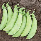 Cascadia Snap Peas