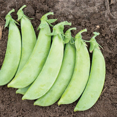 Cascadia Snap Peas