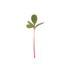 Purslane, Red Gruner Microgreen Vegetables