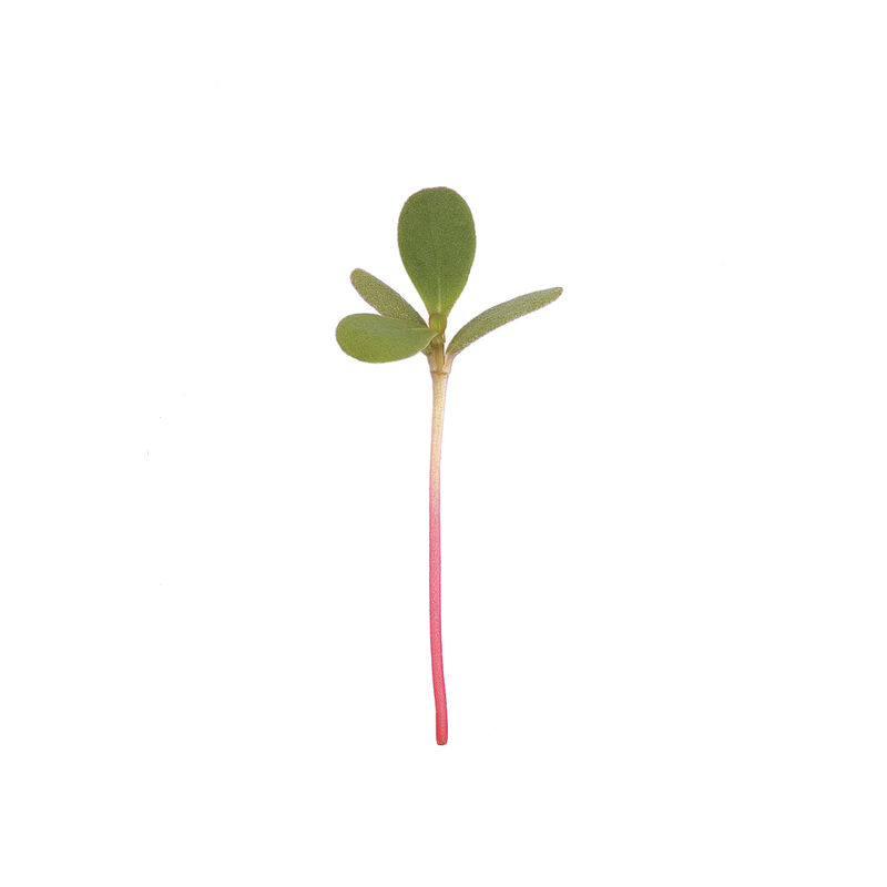 Purslane, Red Gruner Microgreen Vegetables