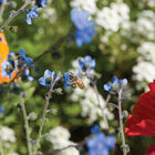 Bee Feed Mix Wildflower Mixes