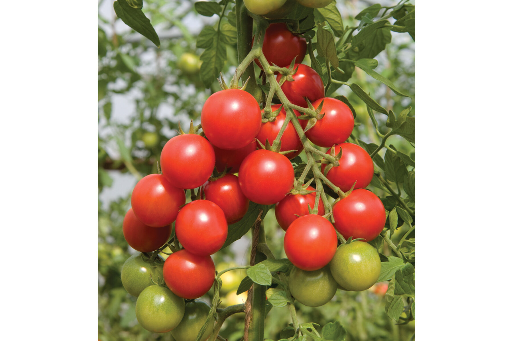 Sakura - Organic Cherry Tomato Seeds | Johnny's Selected Seeds