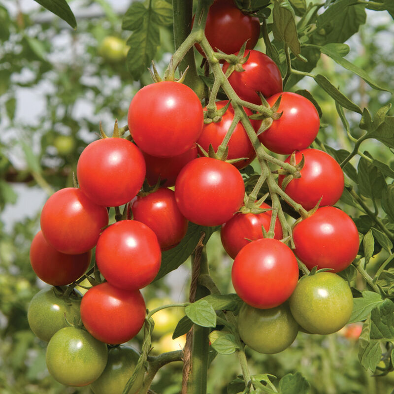 Sakura Cherry Tomatoes