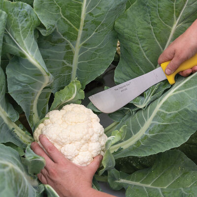 Modesto Heavy-Duty Knife Harvest Knives