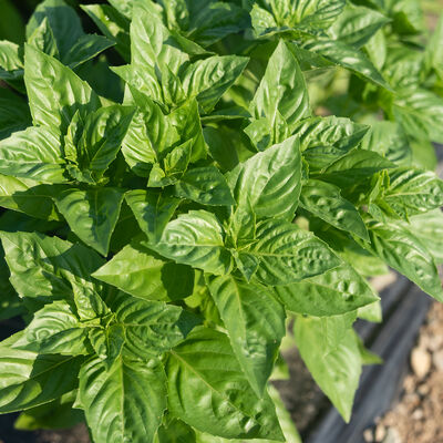 Rutgers Obsession DMR Italian Large Leaf Basil