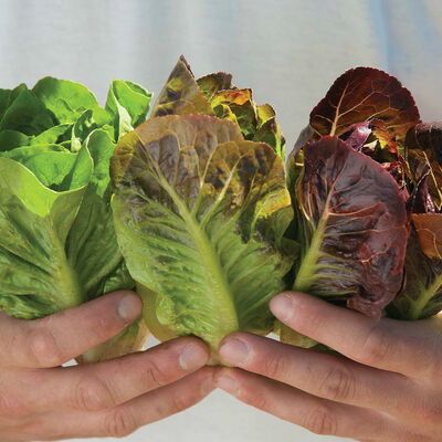 Mini-Romaine Trio Romaine Lettuce (Cos)