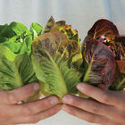 Mini-Romaine Trio Mini-Romaine Trio Romaine Lettuce (Cos)