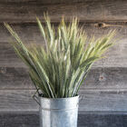 Silver Tip Grasses, Ornamental