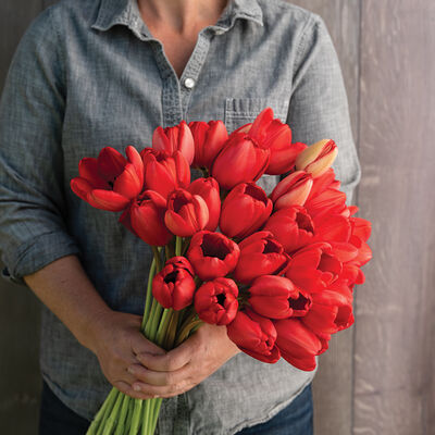 Red Impression Tulips