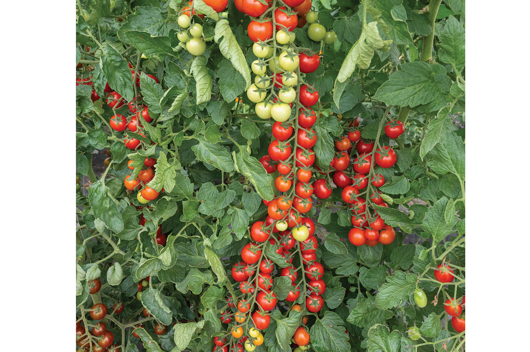 Edox - Cherry Tomato Seeds | Johnny's Selected Seeds
