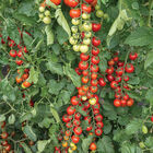 Edox Cherry Tomatoes