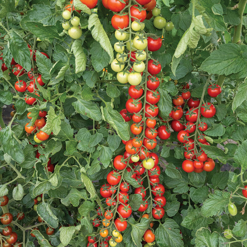 Edox Cherry Tomatoes