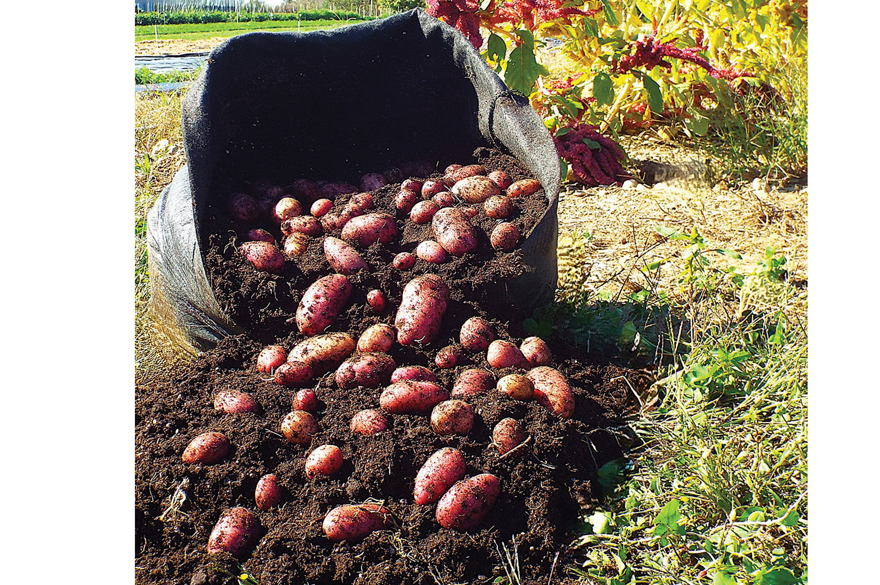 Smart Pot&reg; &ndash; 20 Gal. Grow Bags