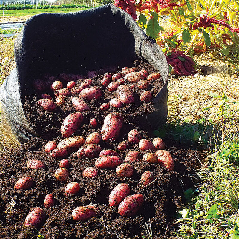 Smart Pot® – 20 Gal. Grow Bags