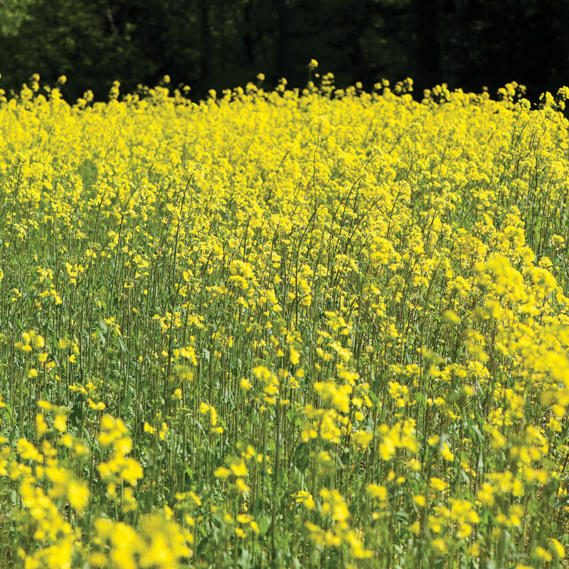 Yellow Mustard Mustards (Cover Crop)