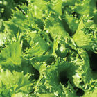Riptide Romaine Lettuce (Cos)