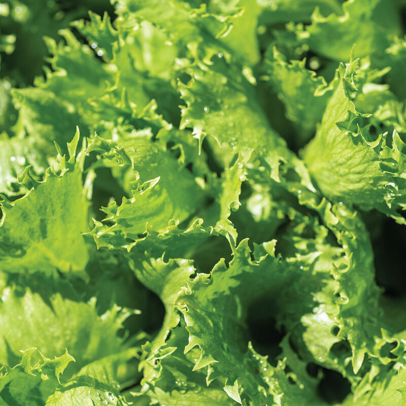 Riptide Romaine Lettuce (Cos)