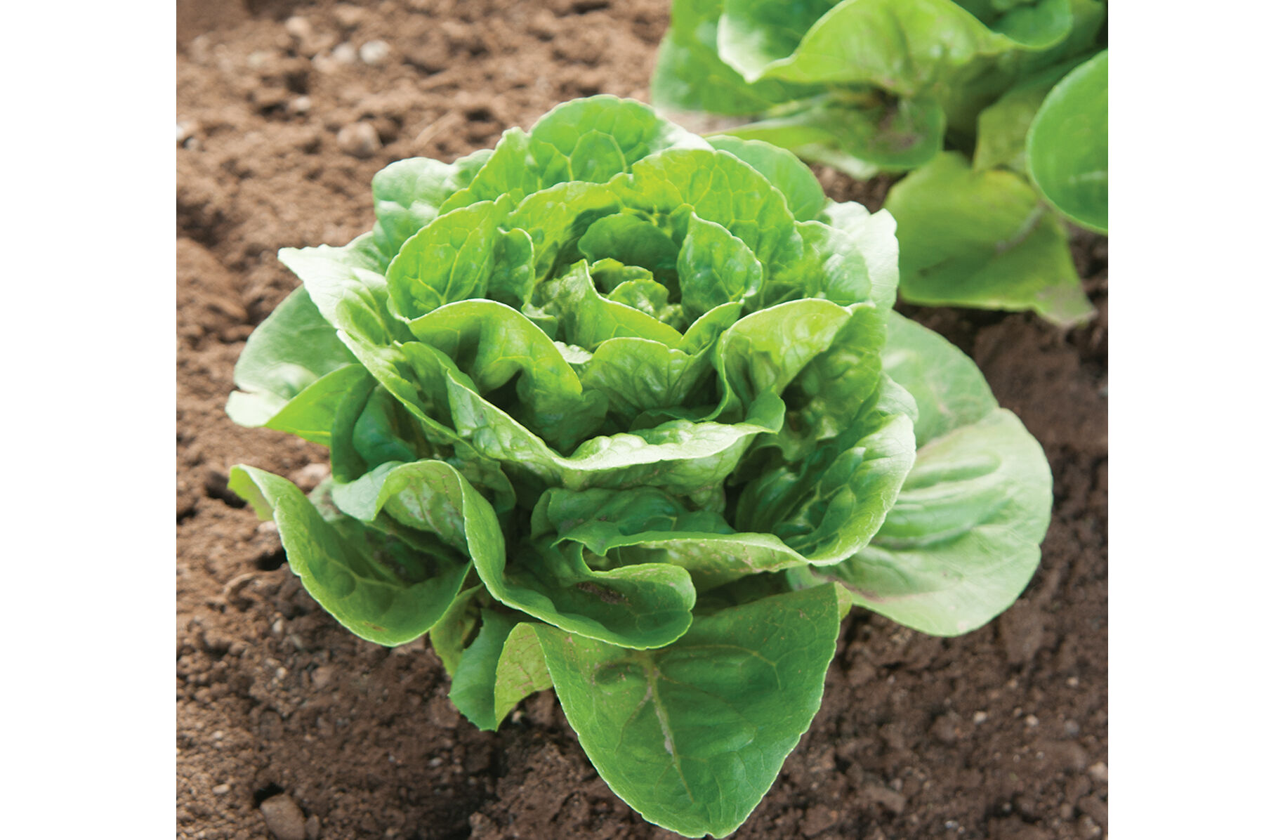 Dragoon Romaine Lettuce (Cos)