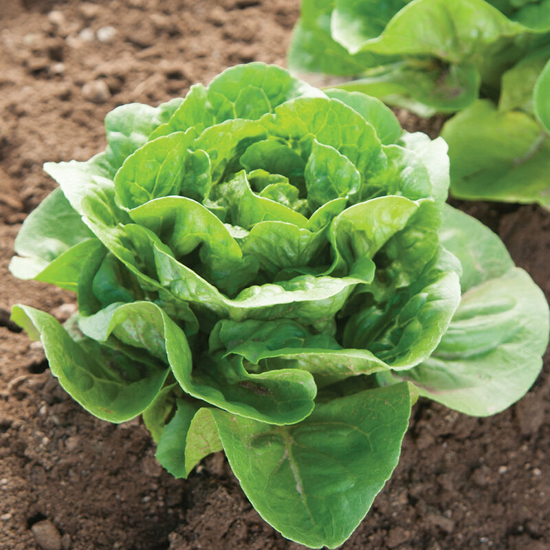 Dragoon Romaine Lettuce (Cos)