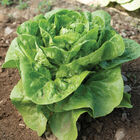 Xalbadora Romaine Lettuce (Cos)