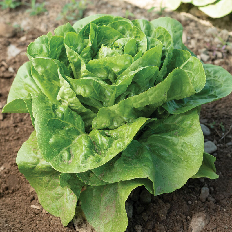 Xalbadora Romaine Lettuce (Cos)