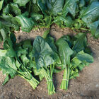 Flamingo Improved Smooth-Leaf Spinach