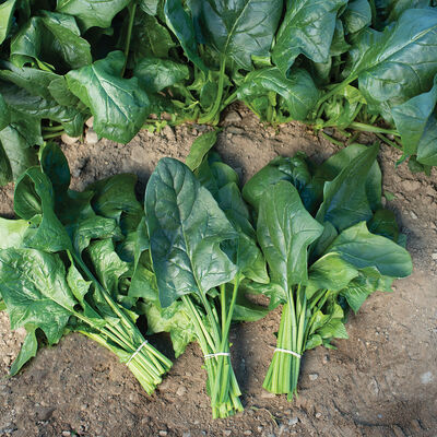 Flamingo Improved Smooth-Leaf Spinach