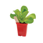 Polypro 2.5" Insert Pots – Red, 32 Count Plastic Pots