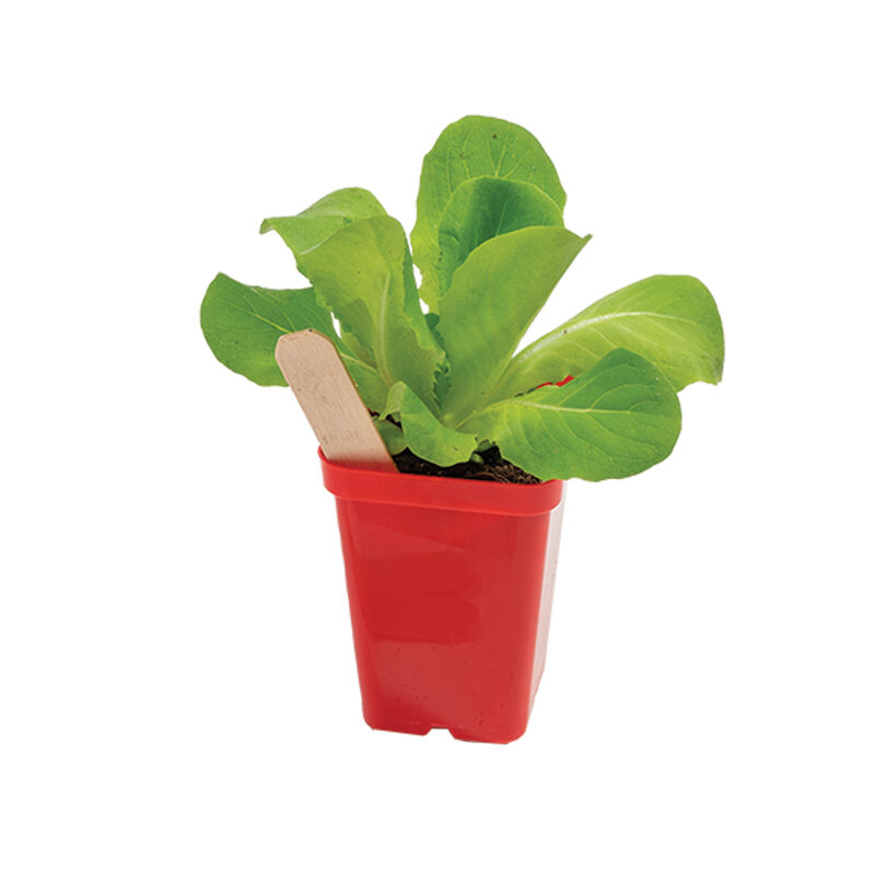 Polypro 2.5" Insert Pots – Red, 32 Count Plastic Pots