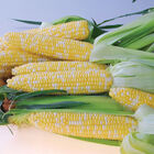 Quick Start Sweet Corn
