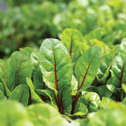 Charbell Swiss Chard