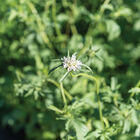 Starflower Scabiosa (Pincushion Flower)