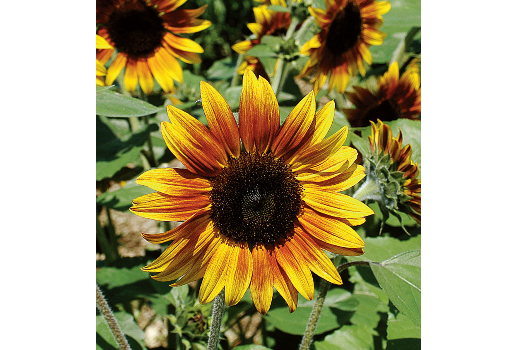 25 Cherry Rose Sunflower Seeds - Etsy