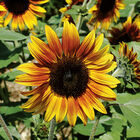 Firecracker Firecracker Dwarf Sunflowers