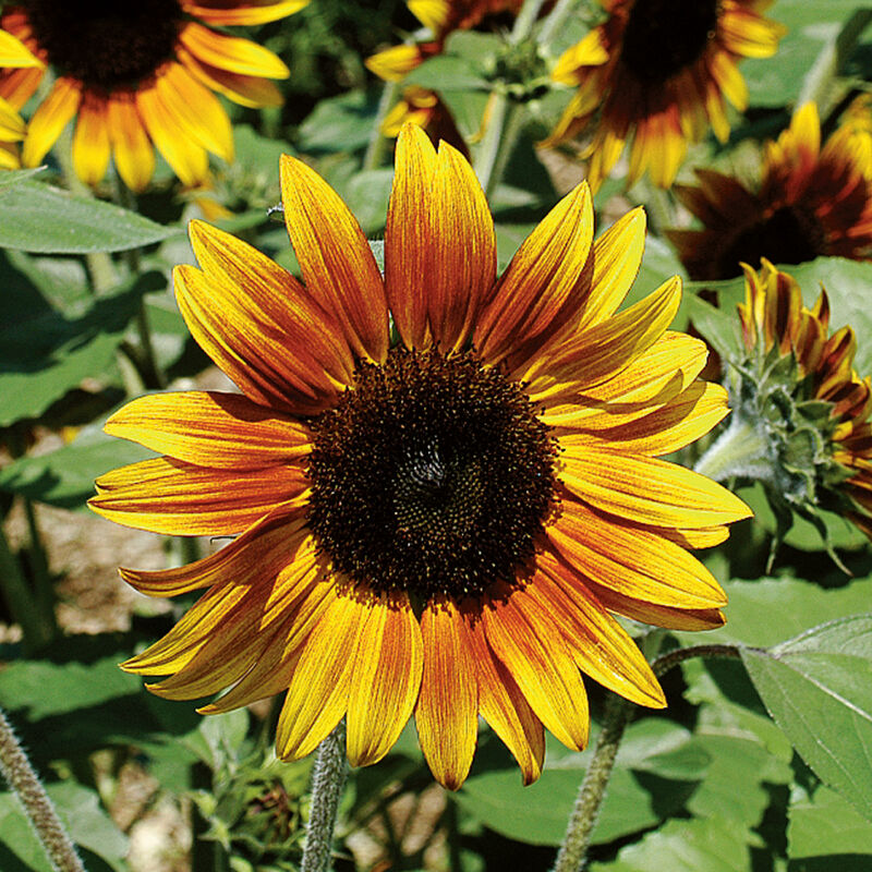 Firecracker Dwarf Sunflowers