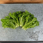Salanova® Hydroponic Green Sweet Crisp Salanova® Lettuce