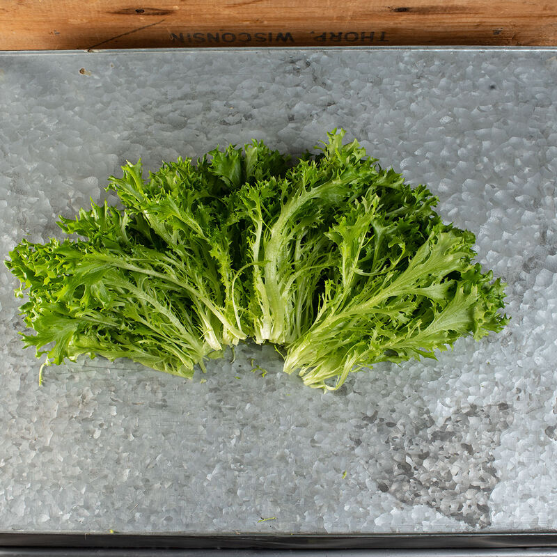 Salanova® Hydroponic Green Sweet Crisp Salanova® Lettuce
