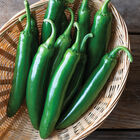 Santo Domingo Hot Peppers
