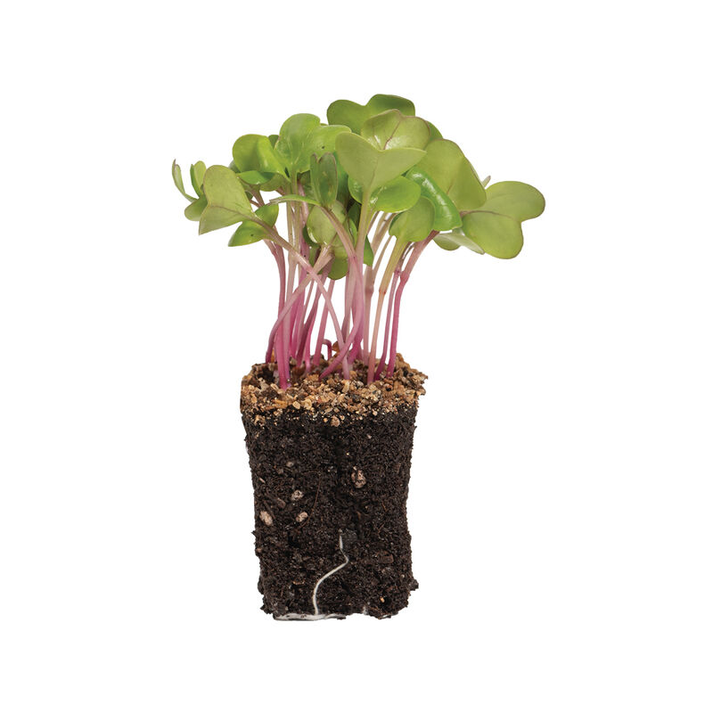 Radish, Purple Stem Microgreen Vegetables