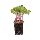 Radish, Purple Stem Microgreen Vegetables
