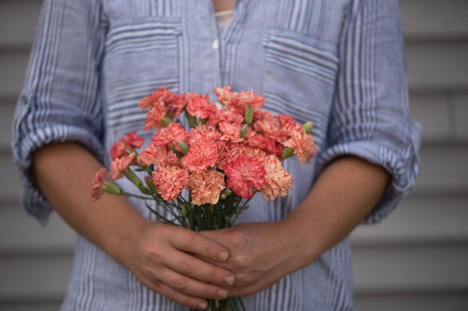 Chabaud Orange Sherbet Dianthus (Sweet William)