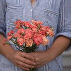 Chabaud Orange Sherbet Dianthus (Sweet William)