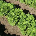 Nevada Summer Crisp Lettuce (Batavia)