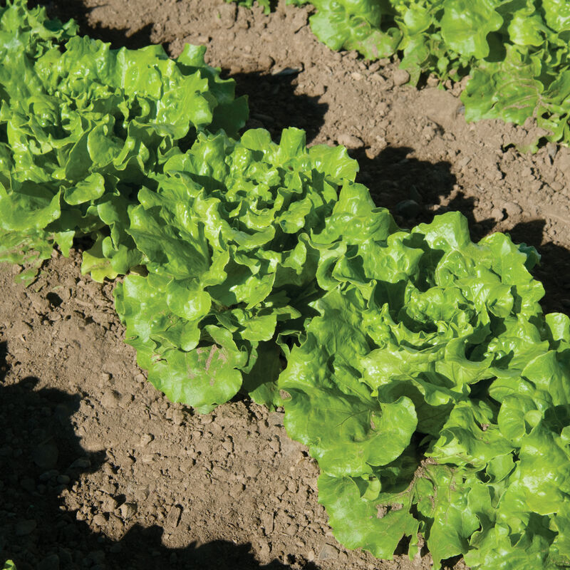 Nevada Summer Crisp Lettuce (Batavia)