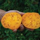Dr. Wyche's Yellow Heirloom Tomatoes