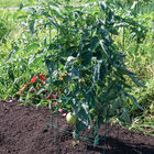 Tomato Cages, Green – 58" Cages & Fences